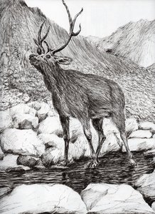 Stag by Vincent Alexander Booth